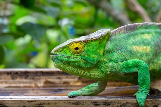 One chameleon in close-up in a national park on Madagascar