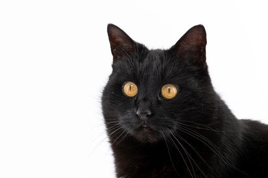 Beautiful black cat poses on a white background