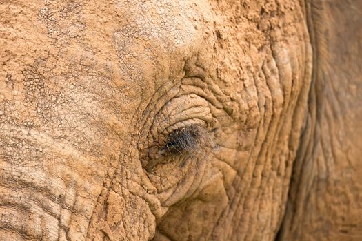 A close-up of the face of a big elephant