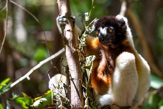 One Sifaka lemur that has made itself comfortable in the treetop