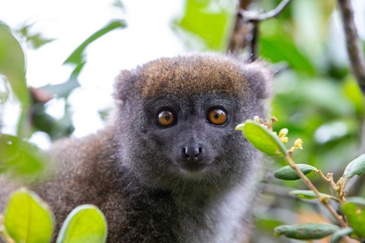 One little lemur on the branch of a tree in the rainforest