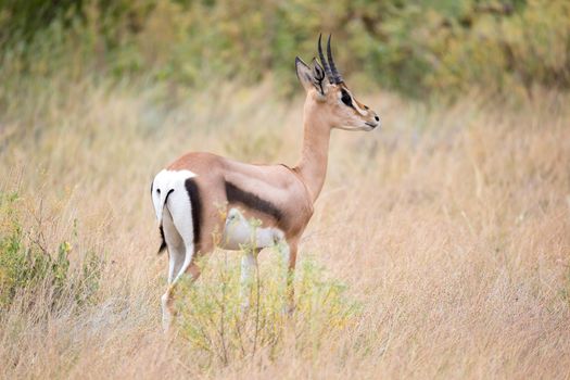 Some native antelopes in the grassland of the Kenyan savannah