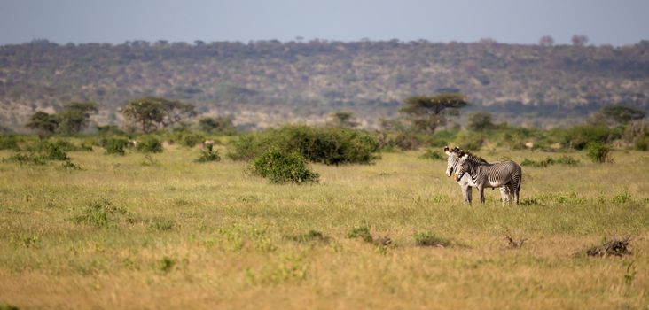 Some native antelopes in the grassland of the Kenyan savannah