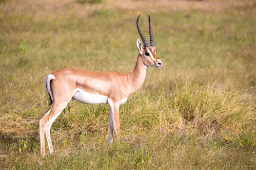 Some native antelopes in the grassland of the Kenyan savannah