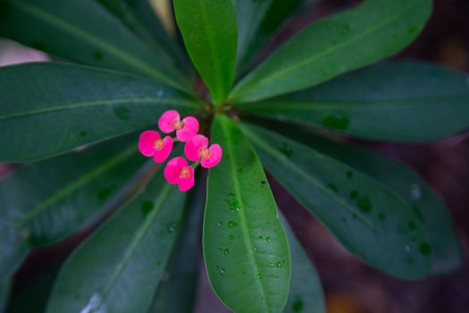 The Colorful plants and flowers in close-up on the island of Madagascar