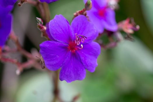 The Exotic flowers of the island of Madagascar