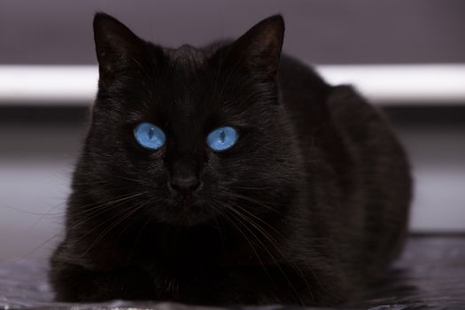 Black cat with blue eyes is watching you