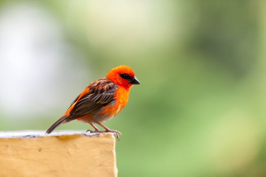 A small red local bird on the Seychelles