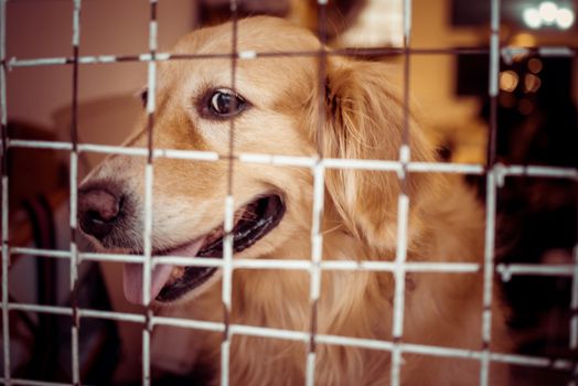 The dog sat there looking at something in front of the door and there was a metal net in it.