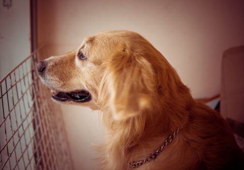 The dog sat and looked at something at the door.