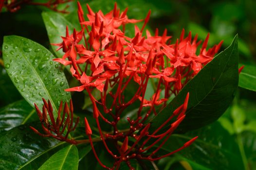 Red flower rain. Wet in water. Ixora Red tiny Flower Plant drenched in rain - Beautiful Home Decor Plant. Flower background design images. Rainy day monsoon season pictures of nature beauty. Close Up.