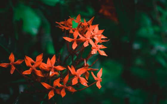 Red flower rain. Wet in water. Ixora Red tiny Flower Plant drenched in rain - Beautiful Home Decor Plant. Flower background design images. Rainy day monsoon season pictures of nature beauty. Close Up.