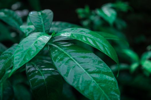 Leaves in rain. Wet in water. Beautiful Home Decor Plant drenched in rain. Green leaves background design images. Pictures of nature beauty. rainy day monsoon season pictures for wallpaper decoration.