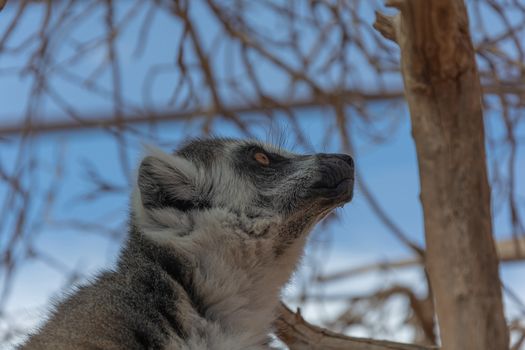 Animals. Lemur close - up on a blurry background. Stock photo
