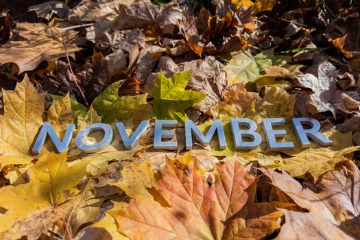 the word november laid with metal letters over yellow autumn fallen leaves - closeup with selective focus.