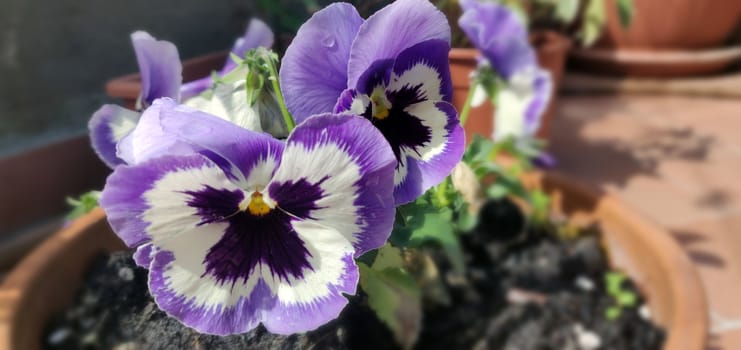 Big Violet Flowers