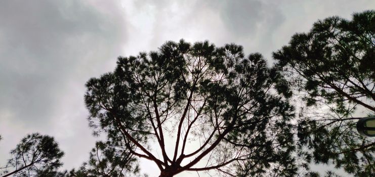 Pine under the sky