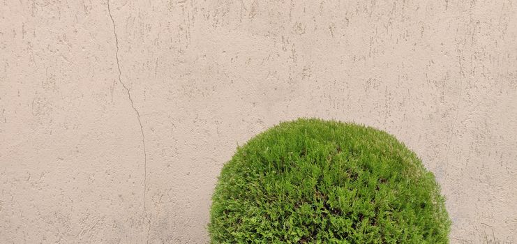 sand yellow concrete wall with green bush