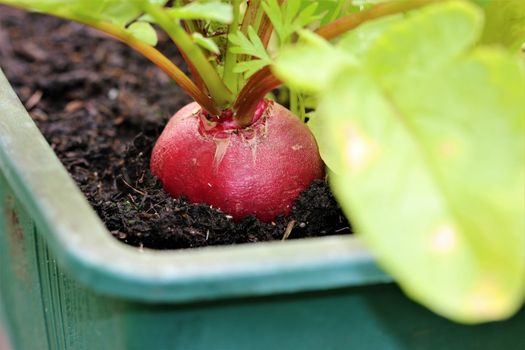 Close-up of a red radish one in the balcony box