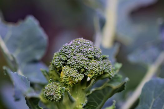 close up of a green broccoli as close-up