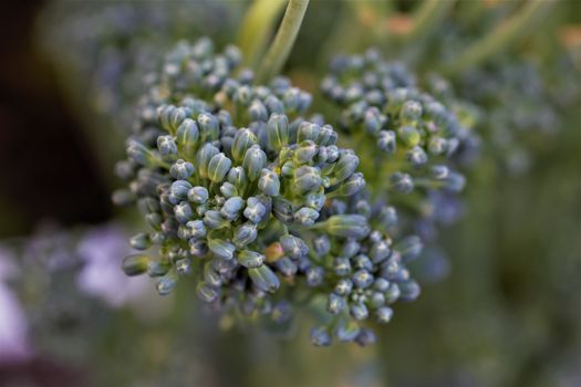 close up of a green broccoli as close-up