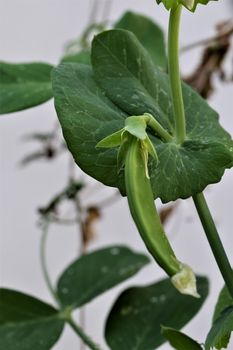 Peas pod against a white background