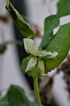 Pea bud against a white background