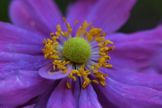 Closeup of an autumn anemone flower