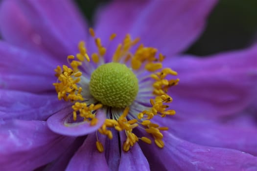 Closeup of an autumn anemone flower