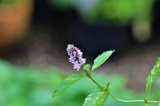 close up of a mint blossom against a blurried background with copy space