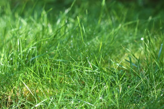 Long green lawn with dew drops in the morning