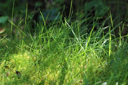Long green lawn with moss and dew drops in the morning