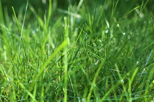 Long green lawn with dew drops in the morning
