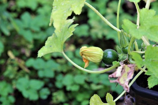 Small green zuccini with yellow flower aat the shrub