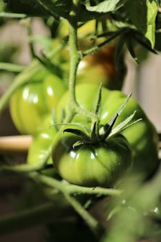 Green tomato on the bush as a close up