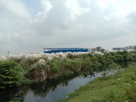 lake and green view with sky and catkin flower