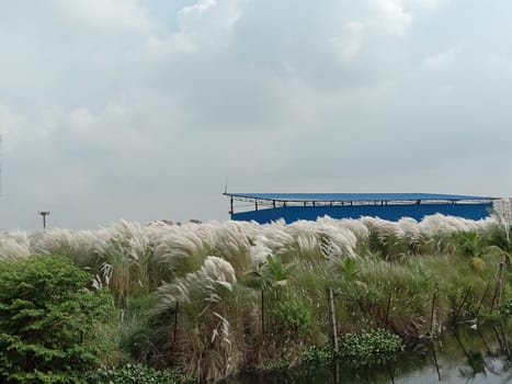 lake and green view with sky and catkin flower