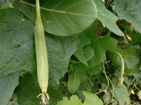 Fresh and Healthy Zucchini Closeup on farm