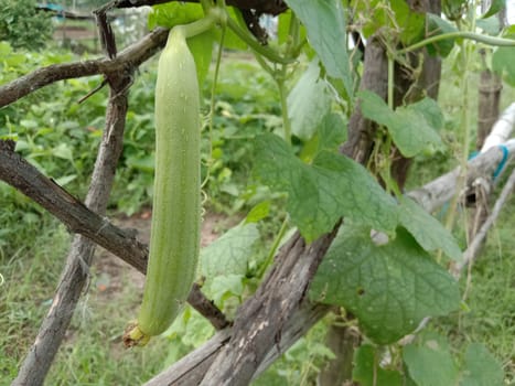 Fresh and Healthy Zucchini Closeup on farm