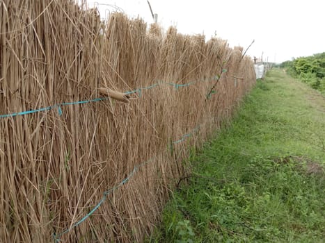 catkin wall on vegetable farm with green nature