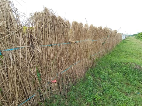 catkin wall on vegetable farm with green nature