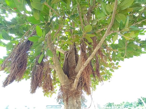 green colored tree closeup on garden