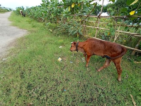 brown colored cow on green grass with nature