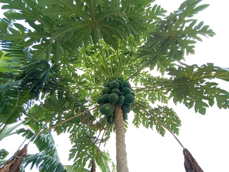 raw papaya on tree on garden