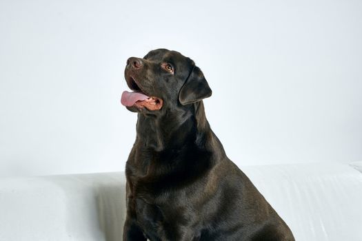 Purebred dog with black hair on a light background portrait, close-up, cropped view. High quality photo