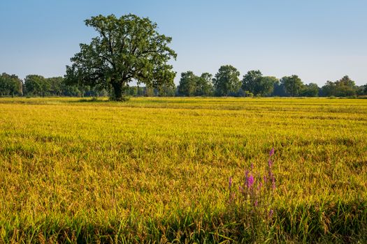 Sunset over rice fields North of italy,Landscapes view.