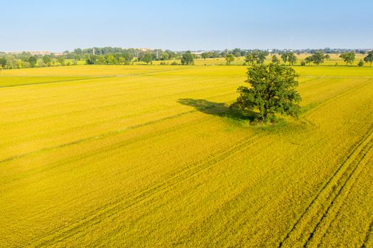 Aerial view of rice fields, North of Italy.Lombardy.