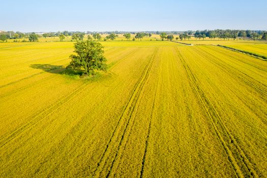 Aerial view of rice fields, North of Italy.Lombardy.