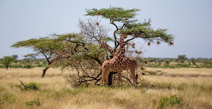 The Somalia giraffes eat the leaves of acacia trees