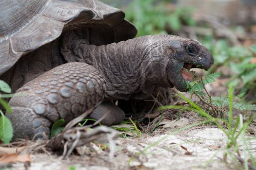 A big turtle between the gras